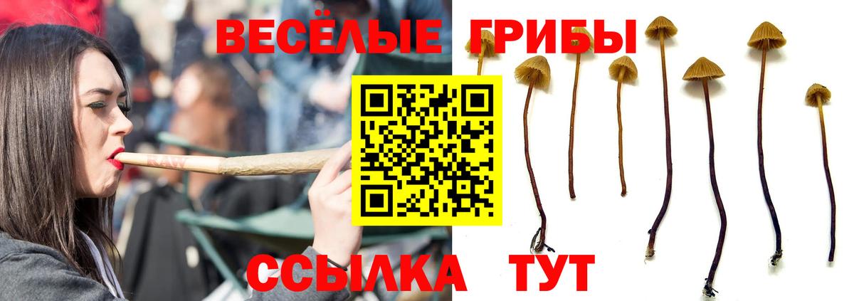 Псилоцибиновые грибы GOLDEN TEACHER Североморск
